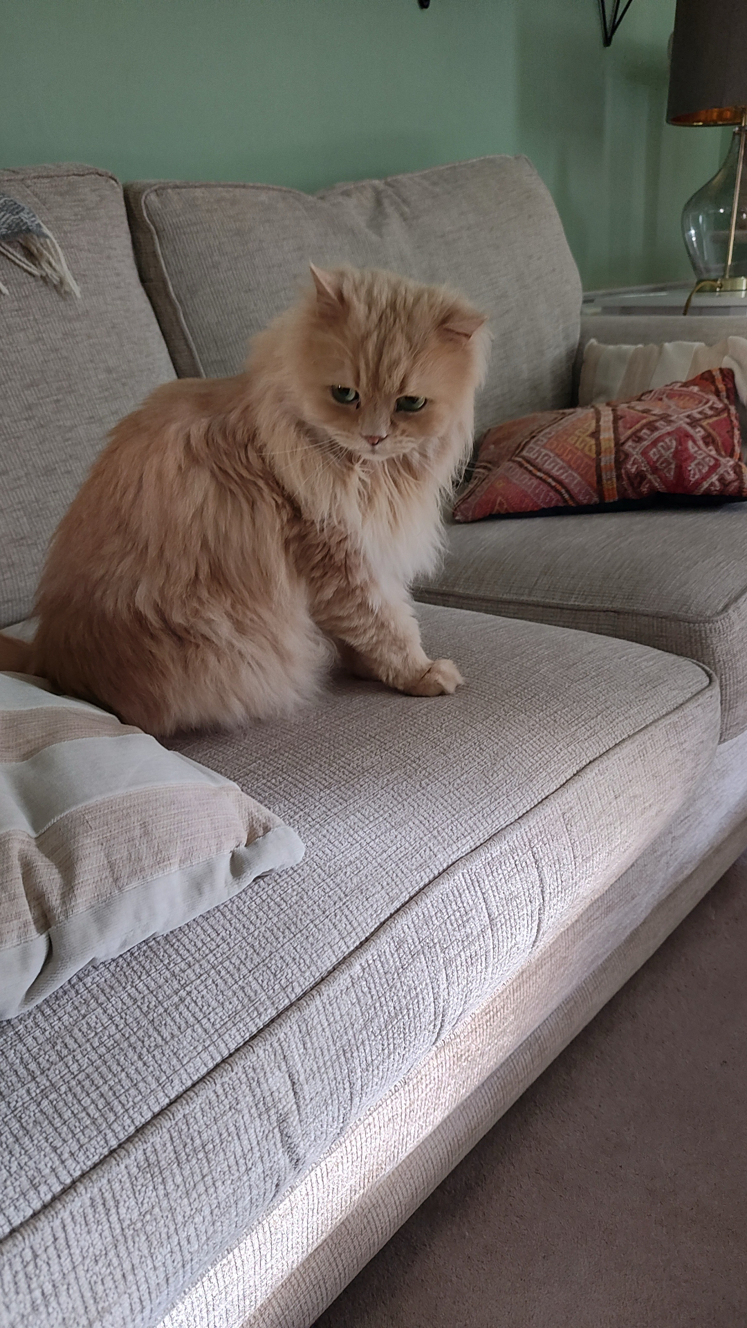 El gato que cuidé en Edimburgo sentado en el sofá