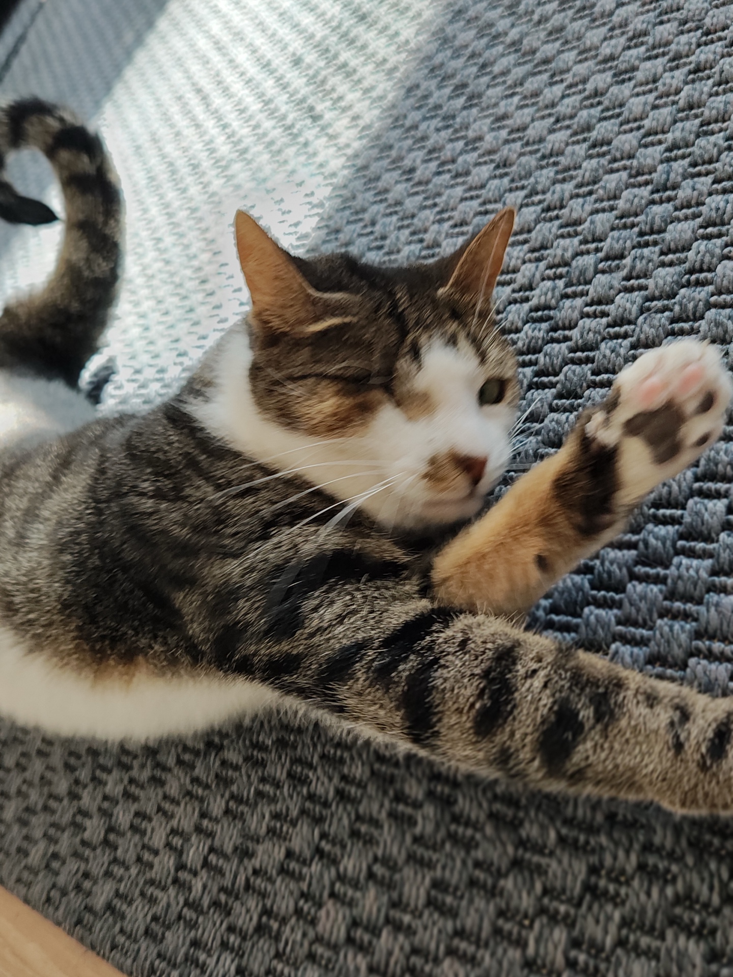 El gato que cuidé en Ámsterdam estirado en la alfombra